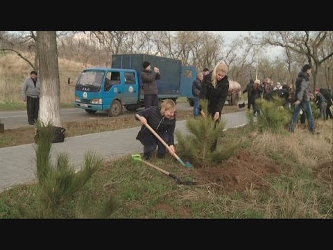В рамках субботника депутаты высадили сто сосен